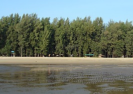 阿拉伯海,森林,印度