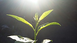 爆發(fā),植物,春