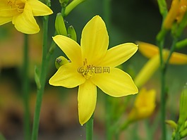 花,關(guān)閉了,花園