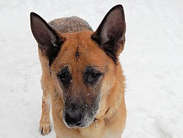 德國(guó)牧羊犬,狗,寵物