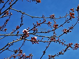 野生櫻花,春天,藍(lán)藍(lán)的天空