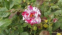 性質(zhì),花,玫瑰