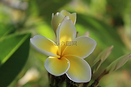 開花,黃色,黃色花