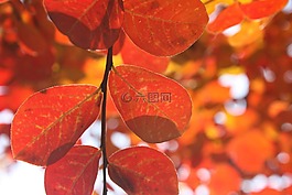 葉子,秋,紅色