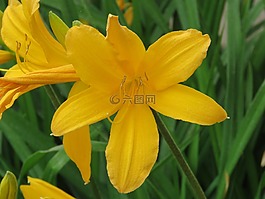 花,關閉了,花園