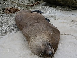 海豹,密封,哺乳動物