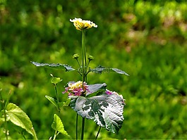 鮮花,陰影,花園