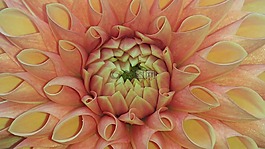 嬌琴紗,橙,開花