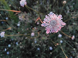 花,植物,性質