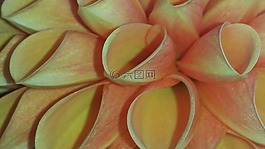 嬌琴紗,花,橙