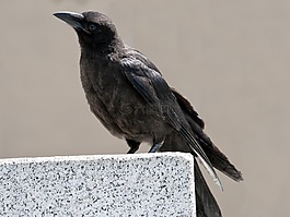 鳥,烏鴉,鴉雀