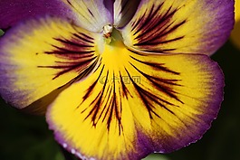 三色堇,花,開(kāi)花