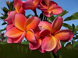 鮮花,群集,姜黃色百合花