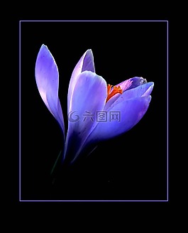 藏紅花,開花,花