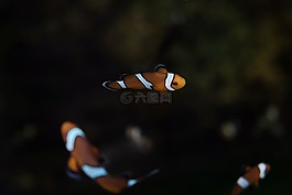 小丑魚,咸水,小丑