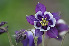 開花,宏,花園
