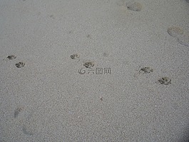 狗軌道,海灘,沙