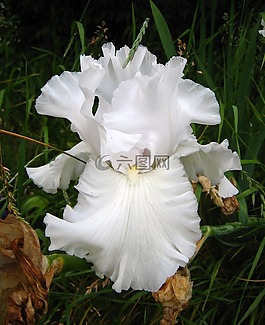 花,鳶尾花,白