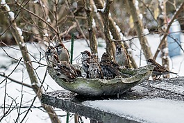 冬天,鳥類,麻雀