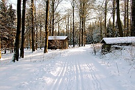 冬季森林,雪,寒冬