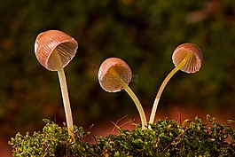 蘑菇,蘑菇組,迷你蘑菇