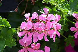 天竺葵,玫瑰花,綠色的樹葉