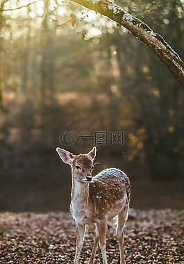 鹿,討好,動物