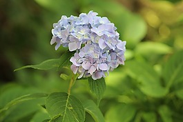 鮮花,綠色,薰衣草