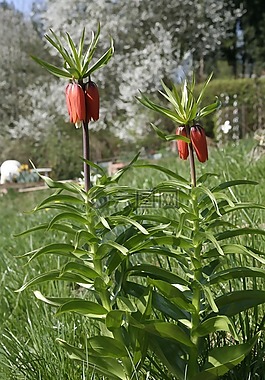 花,百合,植物