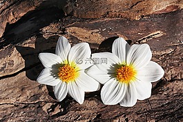 雛菊,鮮花,廠