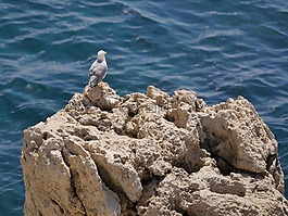 海,鳥(niǎo),自然