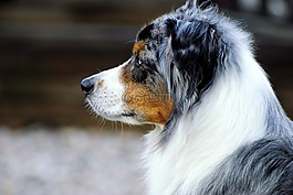 狗,澳大利亞牧羊犬,牧羊犬