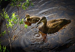 鴨子,鳥,野鴨