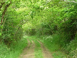 線索,場,vendéenne