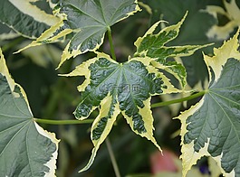 綠色的植物,葉,性質(zhì)