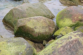 拉托维亚,kolka,藻类