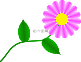 倒掛金鐘,雛菊,花