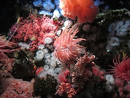 水族館,溫哥華,銀蓮花