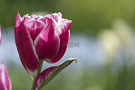 郁金香,花卉,粉紅色