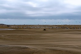 海鷗,海鳥類,borkum