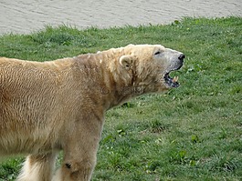 北極熊,約克郡野生動物園,游過泳