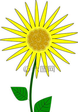 向日葵,花,盛開(kāi)