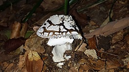 蘑菇,秋季,性質(zhì)