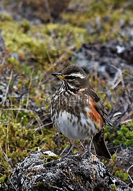 turdus iliacus,鵝口瘡,雷德溫
