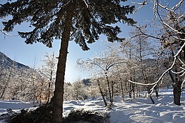 冬天,雪,松