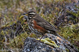 turdus iliacus,鵝口瘡,雷德溫