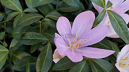 秋番红花,秋,秋天