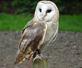 谷倉貓頭鷹,紐約野生動(dòng)物公園,捕食鳥
