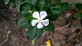 白色的花,花白,白
