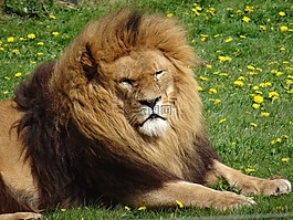 獅子,約克郡野生動物園,享受我的陽光